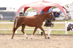 SBM_15347