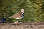 Three-banded Plover