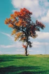 TheTree2007Layer60006