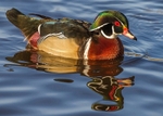 Carolina Duck 1