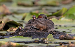 Little Grebe - Tachybaptus ruficollis