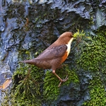 Dipper