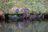 Water Vole