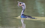 Neotropical Cormorant