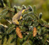 Common Crossbill