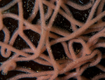 Aplysia punctata egg mass