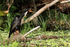 Anhinga (male) calling, Corkscrew Swamp, Florida