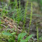 One-leaved bog orchid (Malaxis monophyllos) an inconspicuous species that has a wide distirbution in Europe