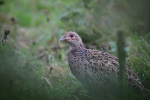 Female Phesant_AN075