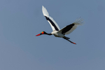 Saddle-billed Stork