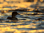 Great Northern Diver at sunset, Farmoor Reservoir