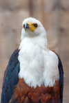 African Fish Eagle - DSC_9762