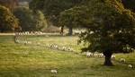 Sheep Chatsworth Park