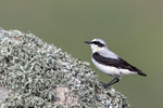 Northern Wheatear  (m)
