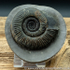 amm 1415 Dactylioceras semicelatum