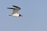 Laughing Gull flying wings up, Fort De Soto, Florida