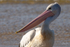 Pelican Portrait 3