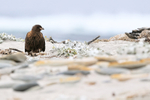 Striated Caracara on beach, Sea Lion Island, Falklands