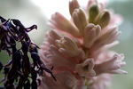 Flowers Set 12 - 26