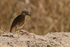 Indian Pond Heron, crest raised, Bandhavgarh, India