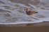 Herring Gull (inmature) - Horsey Gap