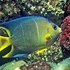 Blue Angel fish