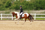 Class 7 - Novice 5 portfolio
