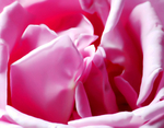 Rose Blush