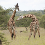 Giraffe Pair 