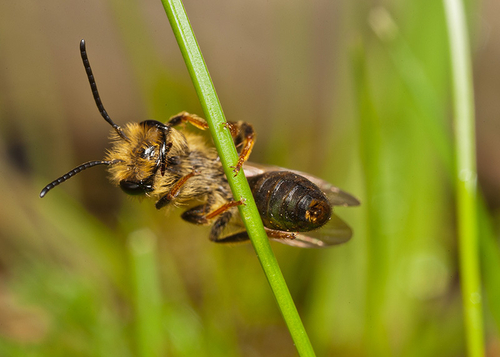 Male clambering up a grass stem. Warwickshire, May 2012.