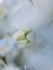 Budding White Clematis