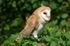 Barn Owl