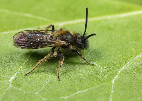 [i]Andrena bicolor[/i] male. Warwickshire, March 2014. My first photograph of a male!