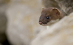 Stoat Kit. Conwy, ref st 3