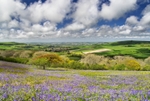 z2391 Bluebells of Spring, Ventnor Down