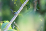 Chestnut-sided Warbler, Osa Peninsula, Costa Rica