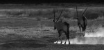 Kicking up dust