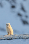Arctic Fox sitting on ice, Svalbard, Norway