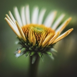 Blossoming
