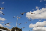 Seagulls - Southend on Sea