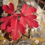 Contrasting autumnal leaf colour in Little robin (Geranium pupureum)