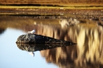 Arctic tern 4315