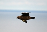 Great Skua