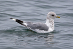 Short-billed Gull on the water off Homer Spit in Alaska