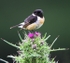 Stonechat