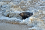Atlantic Grey Seal