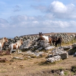 Dartmoor