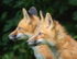 Red Fox Kits #7