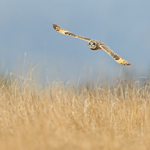 Short-eared Owl at Hawling, Gloucestershire