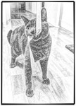 SW6-Cat-Sitter-Fulham